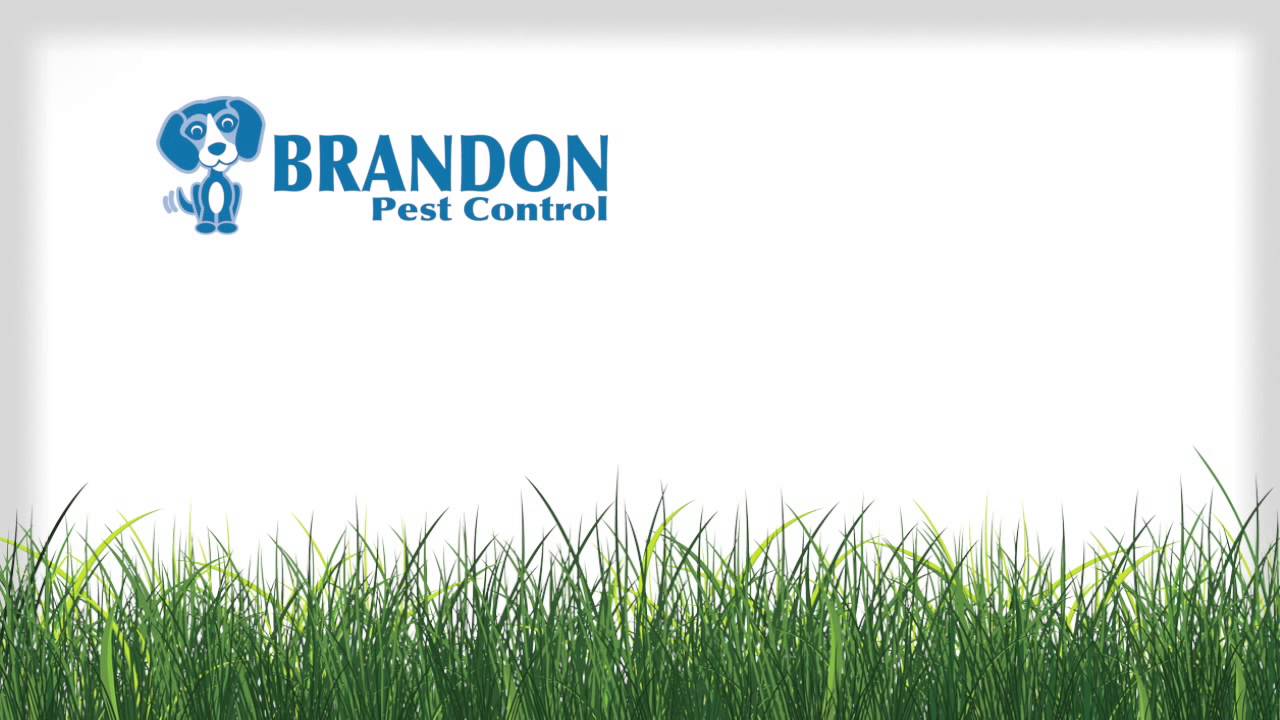 Brandon Pest Control TV Did You Know Lawn Care YouTube
