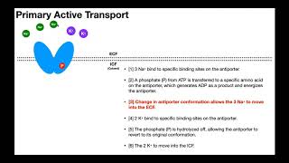 Active Transport EXPLAINED | Primary vs Secondary