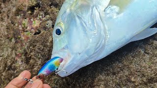 Download Lagu GANTI MINNOW WARNA PELANGI SUKSES LANDEDKAN IKAN PREDATOR PINGGIR LAUT MP3 Download Lagu GANTI MINNOW WARNA PELANGI SUKSES LANDEDKAN IKAN PREDATOR PINGGIR LAUT MP3