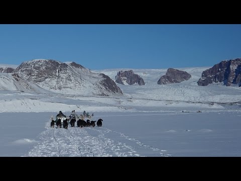 Video: Dogsledding Na Jamajci - Mreža Matador