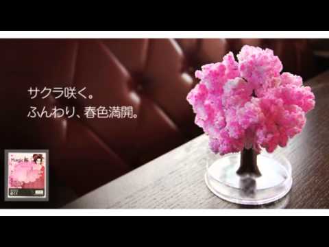 マジック桜.wmv