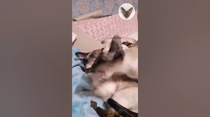 Video 8818301: oriental cats love, cat fight, mother cat, sweet cat, cat family