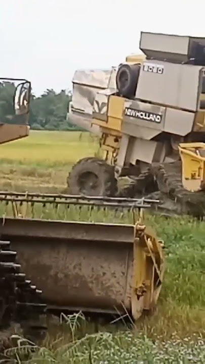 Tuai Padi Antara Masak