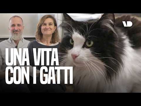 Non potevano avere FIGLI, hanno creato una famiglia adottando tre GATTI