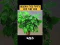 세상에서 가장 키우기 쉬운 실내식물 10가지 Mp3 Song
