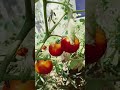 Tomato  faleche # prakitir dan