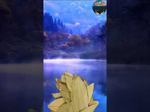 فوائد اوراق الغار قلوب نقية