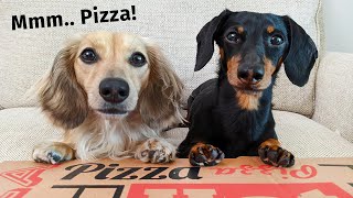 The Dogs (ATTEMPT) To Order a Pizza - Get Busted by Eufy Pet Camera by Crusoe the Dachshund 1,527,241 views 2 years ago 3 minutes, 51 seconds