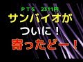 【株式速報】サンバイオがついに寄ったどー！　ＰＴＳ　２３１１円　【Trader's trading method in Japan】　株動画　デイトレード