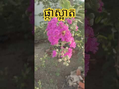 ផ្កាស្អាត #ផ្កាស្អាត #shortvideo