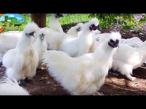 Video: What Kind Of Bird Is The Chinese Silk Chicken