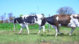 LOTE 44 ELMA 2304   SISPLATINA 961