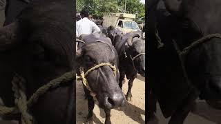 erragadda buffalo market
