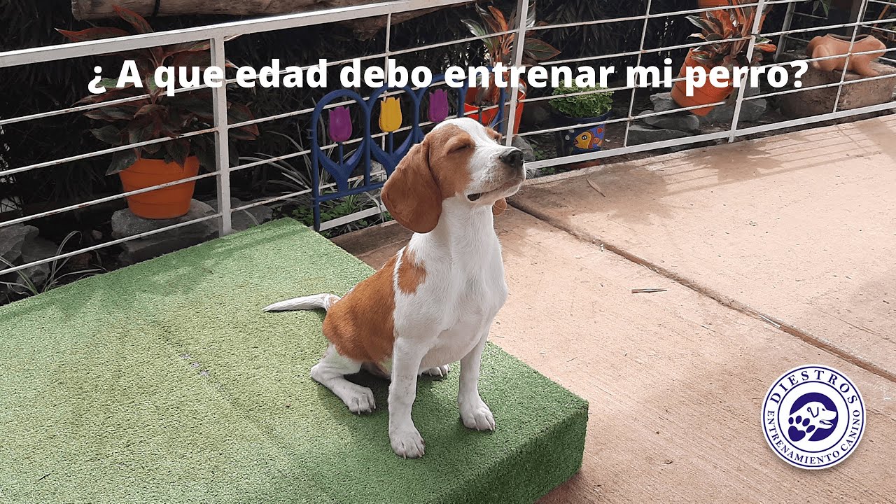 A qué edad debo empezar a adiestrar mi perro