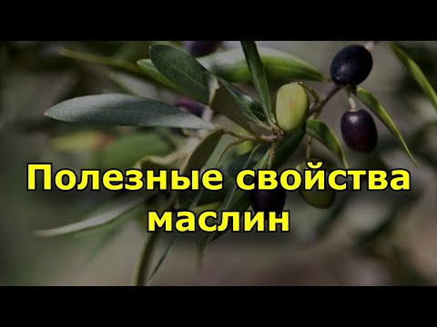 Полезные свойства маслин.