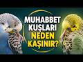Muhabbet Kuşlarında Kaşıntı: Tüy Değişimi mi, Hastalık mı? #MuhabbetKuşu #MuhabbetKuşuBakımı