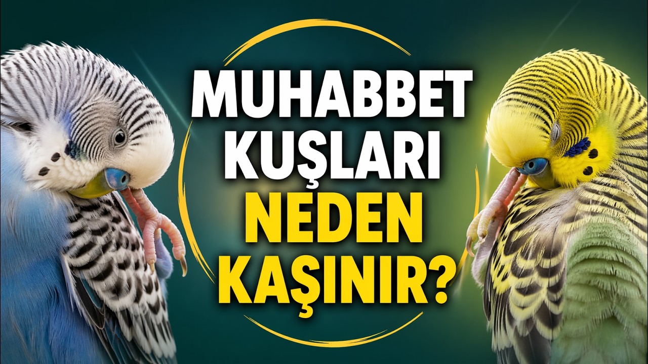 Muhabbet Kuşlarında Kaşıntı: Tüy Değişimi mi, Hastalık mı? #MuhabbetKuşu #MuhabbetKuşuBakımı