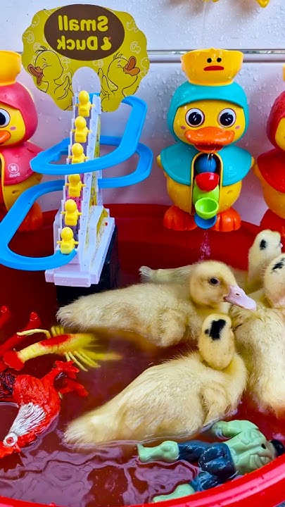 Best Duckling 😍🦆⛱️ 🍭👁 #short - YouTube
