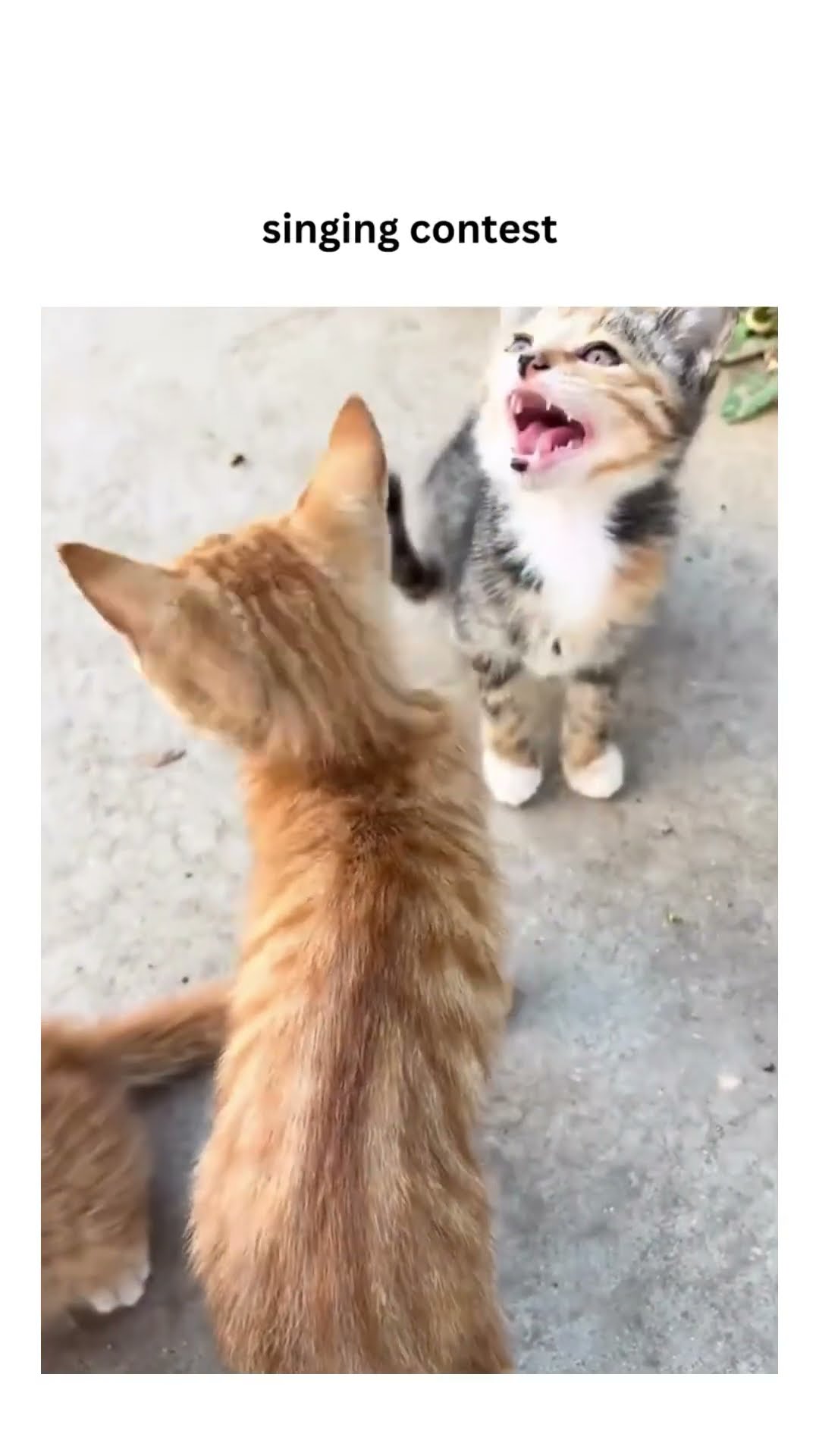 Kittyos just entered a singing contest