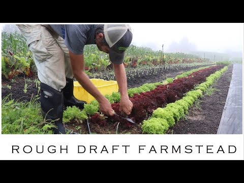 Video: Sowing Lettuce: Re-seeding Lettuce In The Middle Of Summer