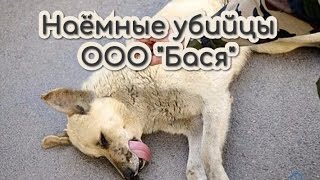 Смертельный отлов службой Бася