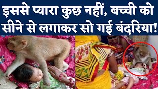 Monkey Viral Video: आंगन मे सो रही बच्ची को अपना बच्चा समझ कर सो गई बंदरिया | Bilaspur Kota