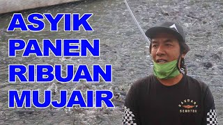 WAH, INI INOVASI BARU, RIBUAN MUJAIR DAN LELE SIAP DIPANEN (TVNe Bali)