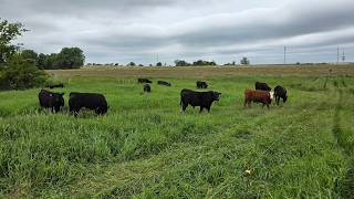 Building Electric Fence To Graze Heifer Calves