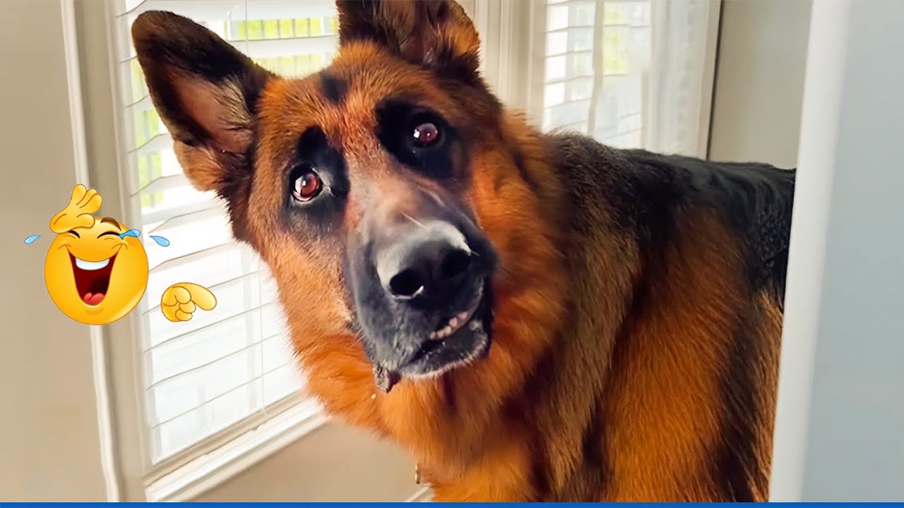 99.9% Can’t stop laughing at these dog 🐶 The Funniest Cat & Dog Moments Compilation 😹 😂