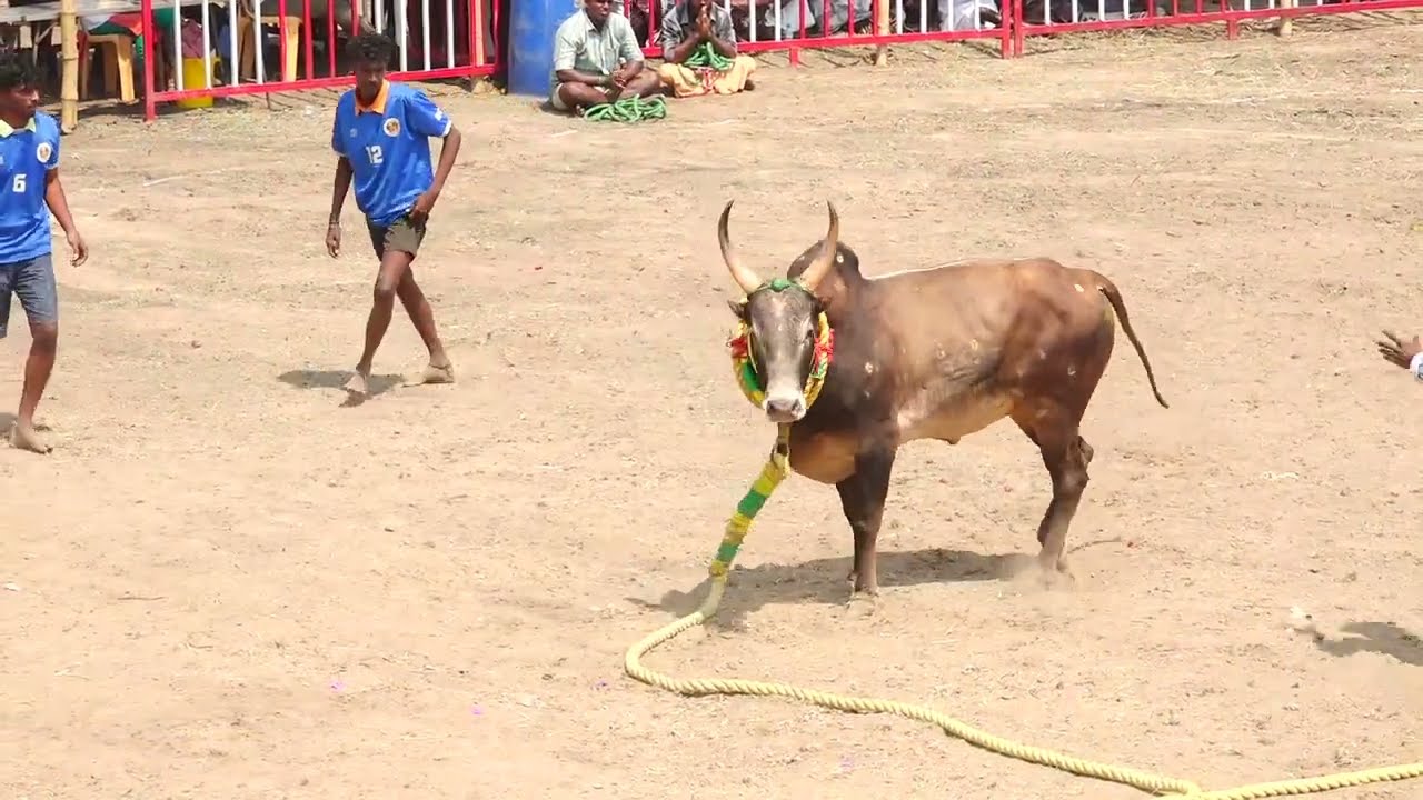 ஏர்போர்ட் பெருங்குடி SPS சபரி சரவணன் அழகர் காளை Vs A.வல்லாளபடி நாகம்மாள் குழு | PK Media