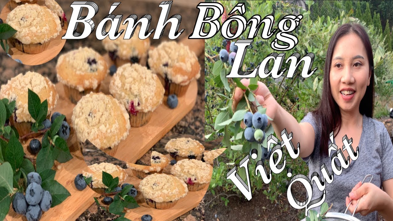 Thu hoạch Việt Quất và làm bánh bông lan thật là đẹp và ngon - Blueberry Muffins  - Cuộc Sống Mỹ