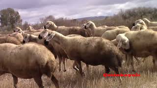 21 10 2024 Hatun Çayir Köyü Davar