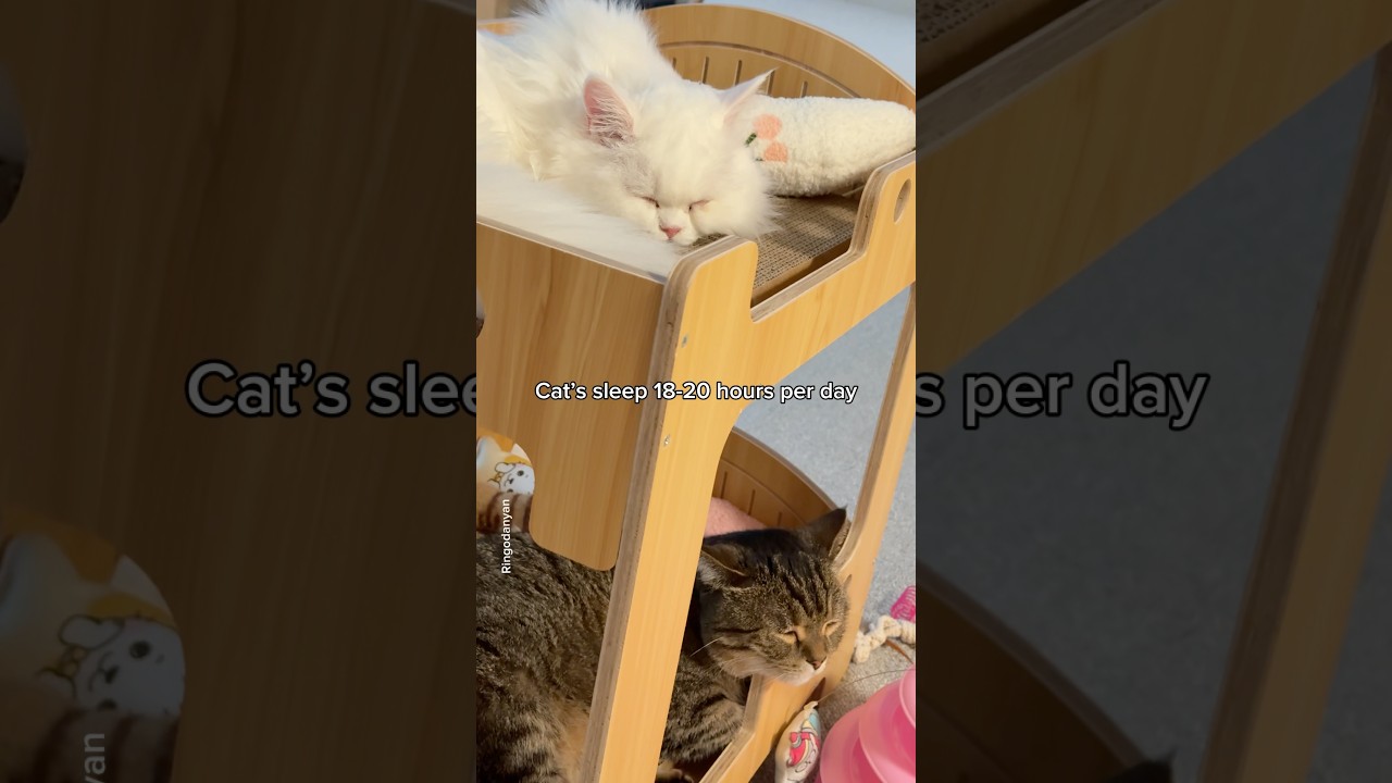 What cats do when they're awake🐱 