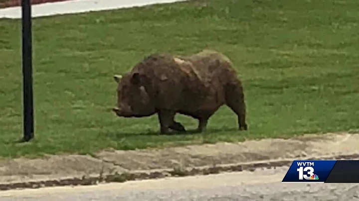 Neighbors worried about hog wandering Bessemer neighborhood