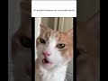 Subscribe For More Nonsense😁 #relatable #memes #funny #trending #youtubeshorts #viral #shorts