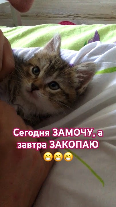Дачники и криминал #приколы #кошки #животные - YouTube