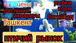 Птичий рынок янгиабад базар город Ташкент, цены на рыбок, растения,корма, аквариумы