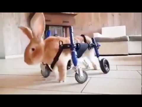 Rabbits in Walkin' Wheels Wheelchairs!