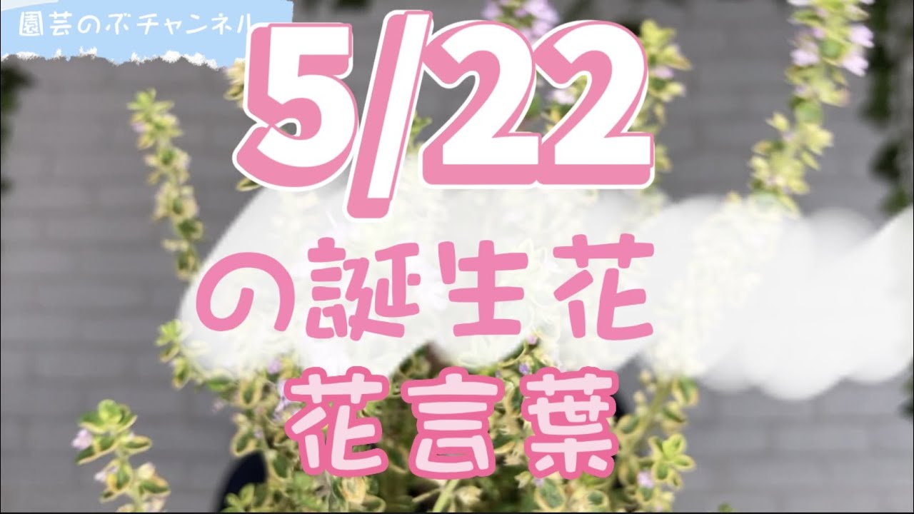 5/22の誕生花と花言葉【園芸のぶチャンネル】【5月】【22日