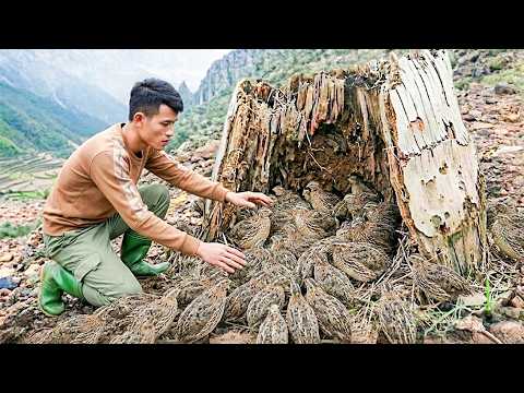 Catching Many Giant Wild Quails & Go To Market Sell — Sustainable Life On A Small Farm