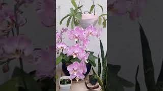 Beautiful Flowers shortvideo
