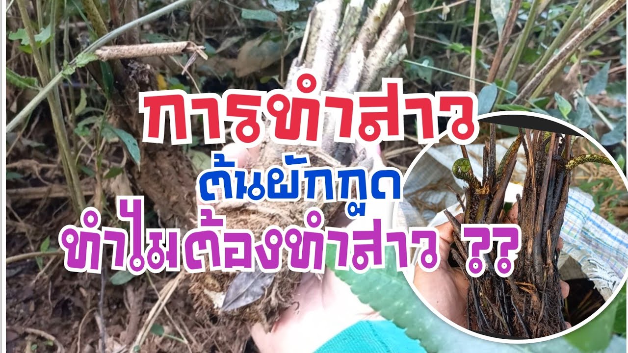 วิธีทำสาวต้นผักกูด ทำไมต้องทำสาวต้นผักกูดอายุ5-10ปี