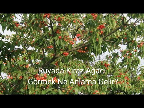 Rüyada Kiraz Ağacı Görmek Ne Anlamadır - YouTube