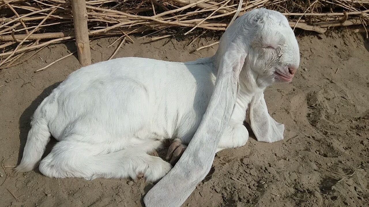 Cute Baby Goat For Sale Demand 500K in Karachi  Bakra Eid 