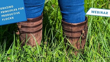 Grazing Mini Series - Grazing principles for productive flocks