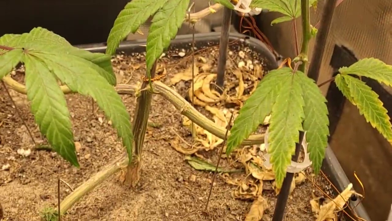 Jack herer week 8 flower, pot of gold week 6 / 1 flower, critical mass week 6 flower