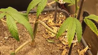 Jack herer week 8 flower, pot of gold week 6 / 1 flower, critical mass week 6 flower