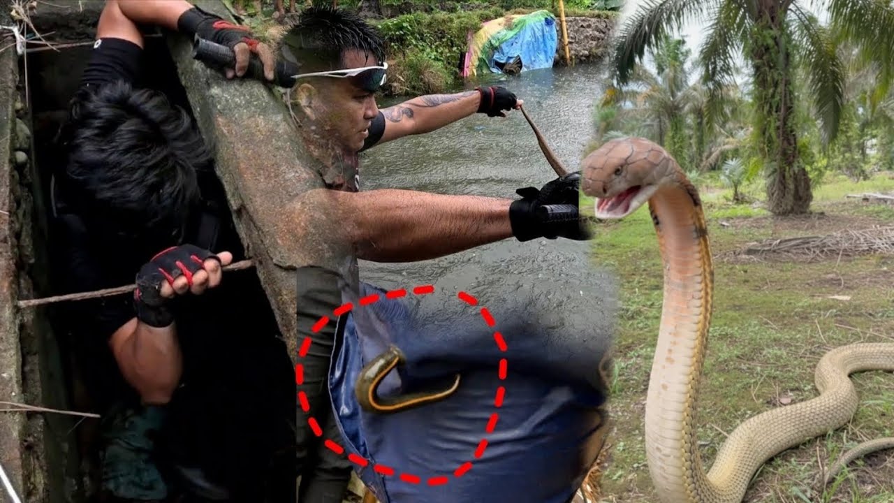 DAMBUHALANG KING COBRA AT TOL COBRA NADALI NG LINTA #cobraprince 