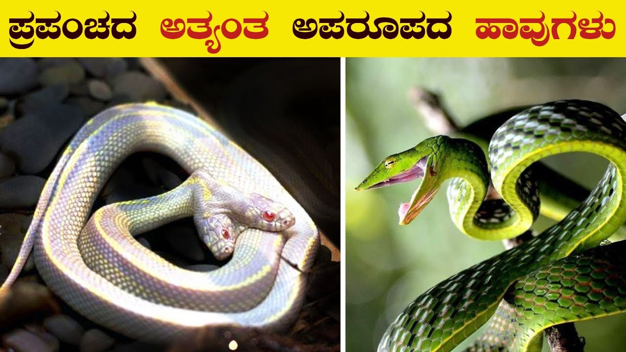 ಈ ಹಾವುಗಳನ್ನು ನೋಡೋಕೆ ಅದೃಷ್ಟ ಇರಬೇಕು | 10 Rarest Snakes in The World | VismayaVani