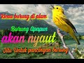 Suara&quot;  burung di alam liar || pancingan suara burung agar burung berbunyi